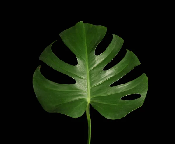 Green tropical leaf — Stock Photo, Image