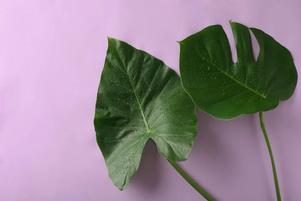 緑の熱帯の葉 — ストック写真