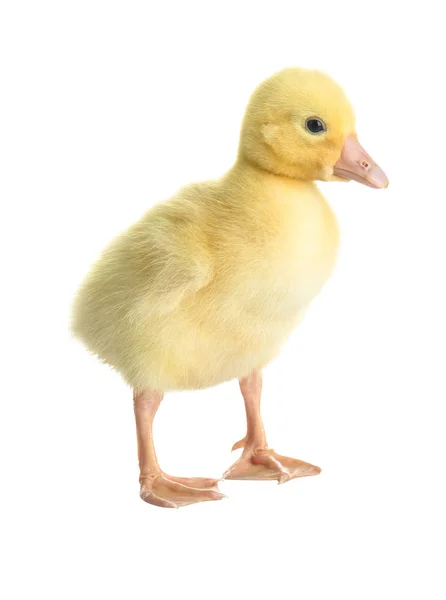 Cute funny gosling — Stock Photo, Image