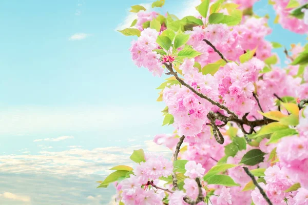 Rami fioriti di ciliegio su sfondo cielo — Foto Stock
