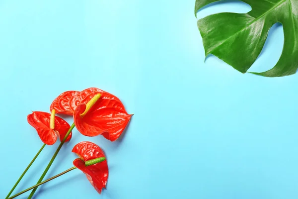 Композиція з красивими тропічними квітами — стокове фото