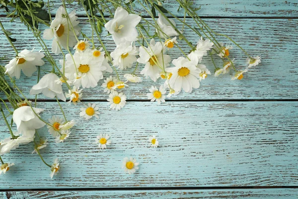 Beautiful chamomile flowers — Zdjęcie stockowe