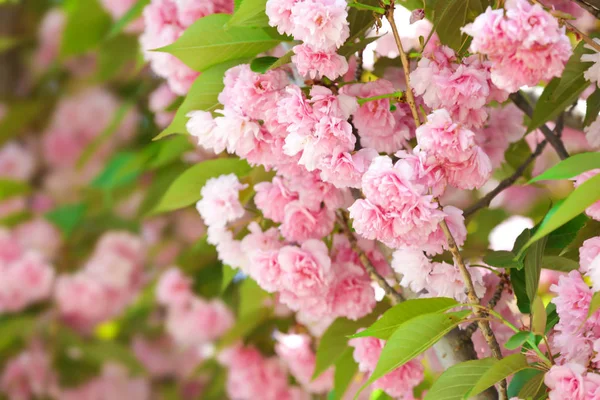 Ramos florescentes de cerejeira, close-up — Fotografia de Stock