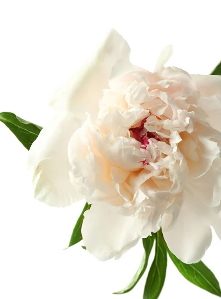 Vacker vit pion blomma — Stockfoto