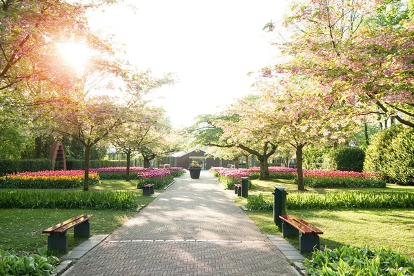 Beautiful alley with green lawn — Stock Photo, Image