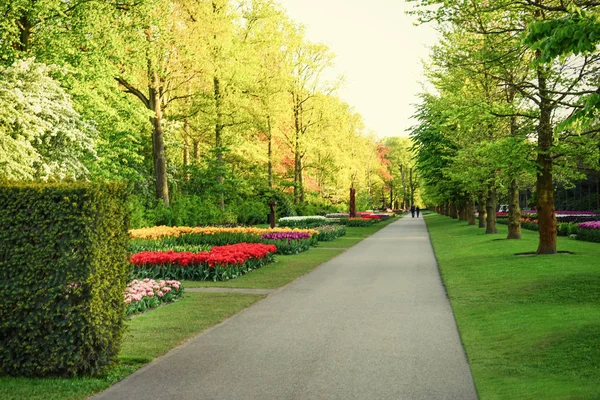 Beautiful alley with green lawn — Stock Photo, Image