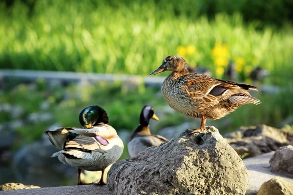 Cute ducks on stones