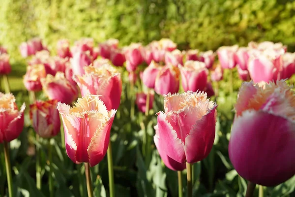 Campo de tulipas florescentes — Fotografia de Stock