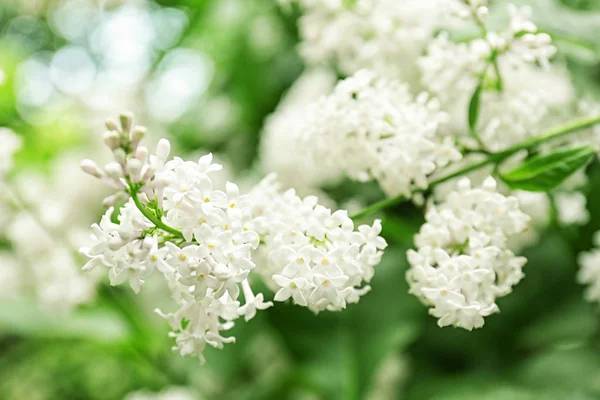 Beautiful lilac branch — Stock Photo, Image