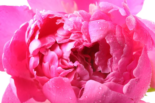 Schöne rosa Pfingstrose Blume — Stockfoto