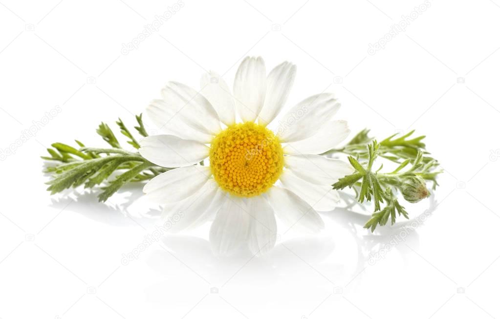 Beautiful chamomile flower  