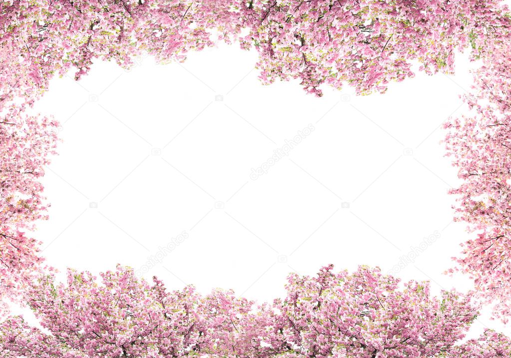 Blossoming branches of cherry tree on white background