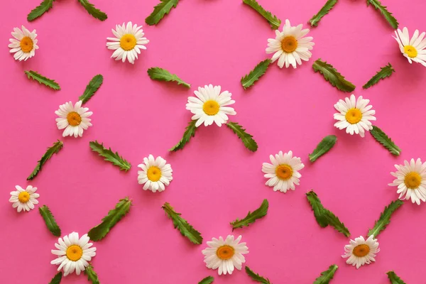 Samenstelling met mooie kamille bloemen — Stockfoto