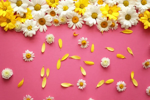 Composición con hermosas flores de manzanilla —  Fotos de Stock