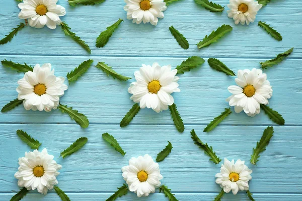 Composición con hermosas flores de manzanilla —  Fotos de Stock