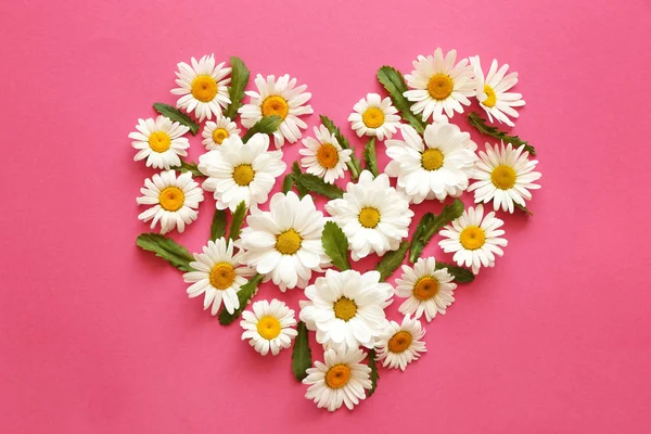 Heart made of beautiful chamomile flowers — Stock Photo, Image