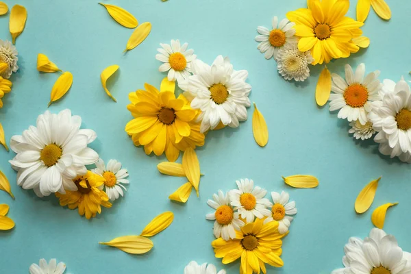 Samenstelling met mooie kamille bloemen — Stockfoto