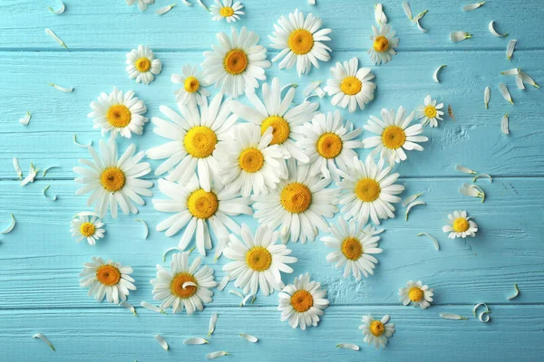 Composition with beautiful chamomile flowers — Stock Photo, Image