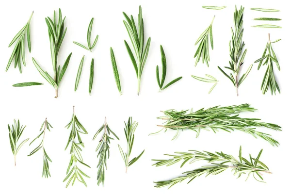 Collage of rosemary twigs on white background — Stock Photo, Image