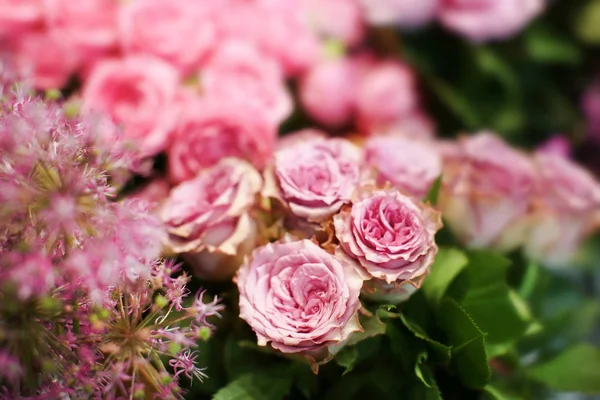 Färgglada blommor i butik — Stockfoto