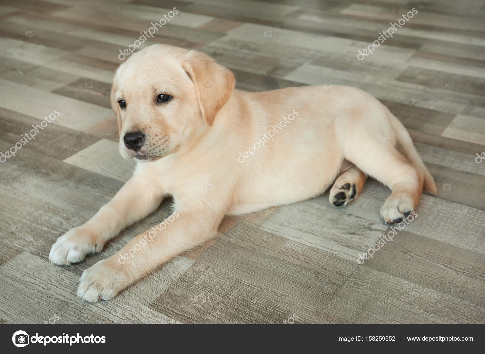 cute labrador puppy pictures