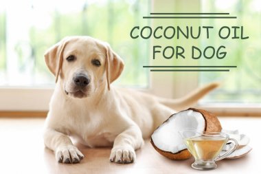 Puppy and sauceboat of coconut oil  clipart