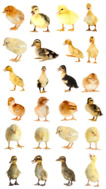 Kolaj ducklings ve civcivler 