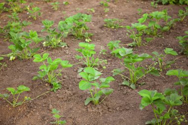 Bahçede çilek bitkisinin çalılar