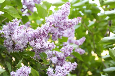 Eflatun çiçekler çok güzel 