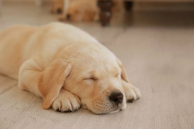 Labrador retriever köpek yavrusu