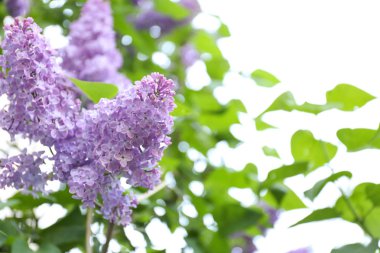 Eflatun çiçekler çok güzel 