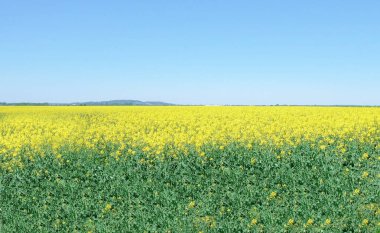 Çiçek açması alan tecavüz 