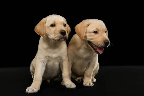 Labrador retriever puppies — Stock Photo, Image