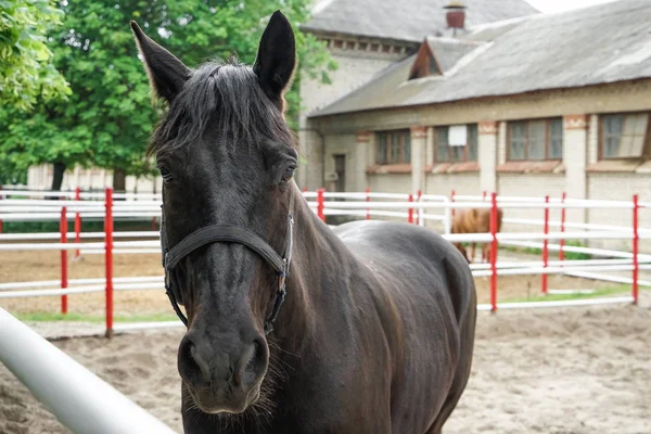 Carino cavallo nero nello zoo — Foto Stock