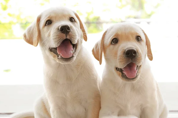 Labrador retriever puppy's — Stockfoto