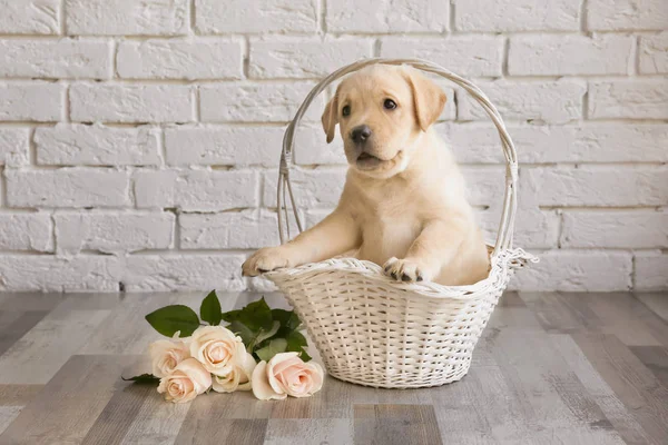 Labrador retriever valp — Stockfoto