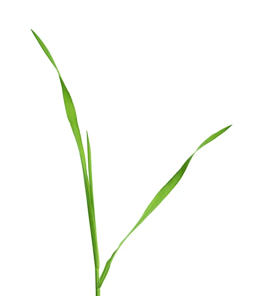 Groen gras sprout — Stockfoto