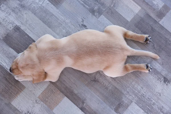 Labrador retriever puppy — Stock Photo, Image