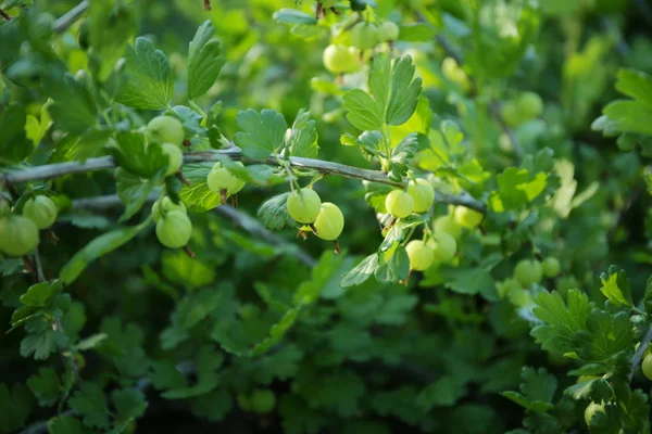 Strauch mit grünen Stachelbeeren im Garten — Stockfoto