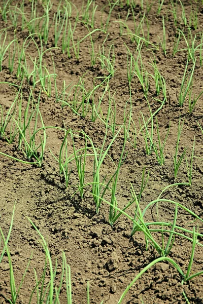 Cebolla verde creciendo en el jardín en un día soleado —  Fotos de Stock