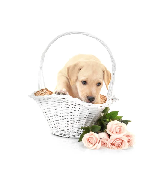 ลูกสุนัข Labrador Retriever — ภาพถ่ายสต็อก