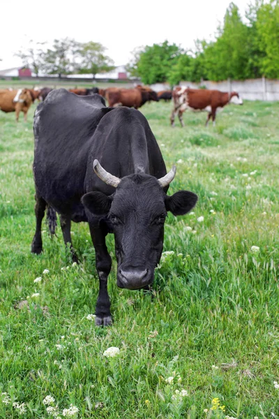 Rebaño de ganado pastando en césped verde —  Fotos de Stock