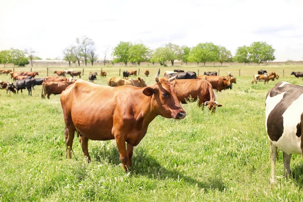 녹색 잔디에 방목 하는 소의 무리 — 스톡 사진