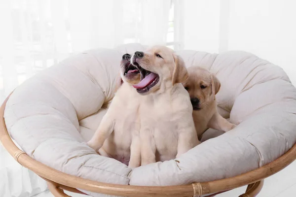 Labrador retriever yavruları — Stok fotoğraf