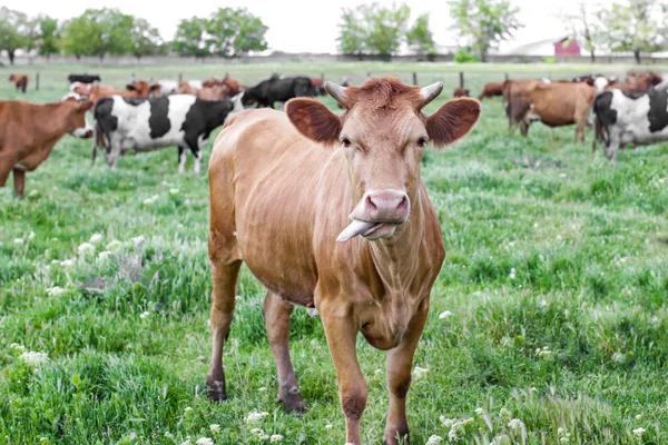 Mandria di bovini al pascolo sul prato verde — Foto Stock