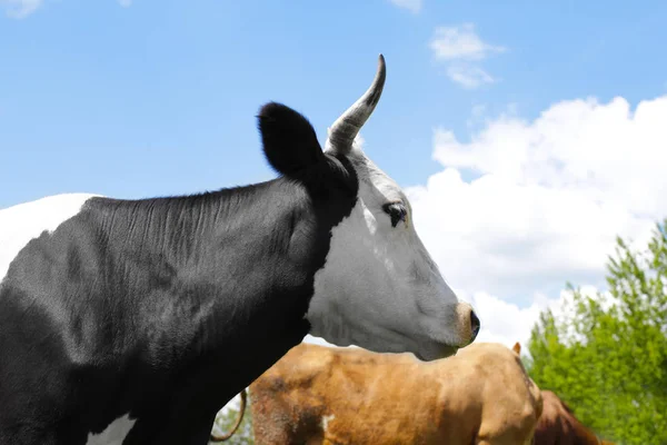 Mignonne vache et ciel bleu sur le fond — Photo