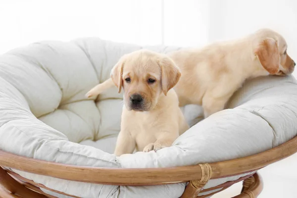 Cachorros Labrador retriever — Foto de Stock