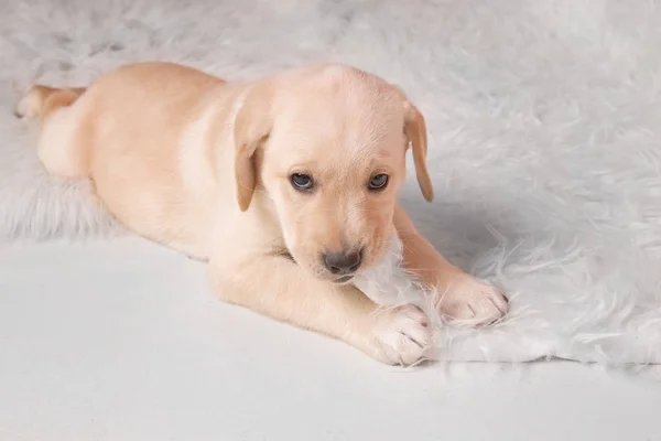 Cachorro Labrador Retriever —  Fotos de Stock