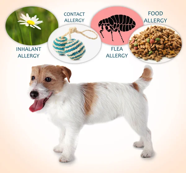 Dog and causes of allergy