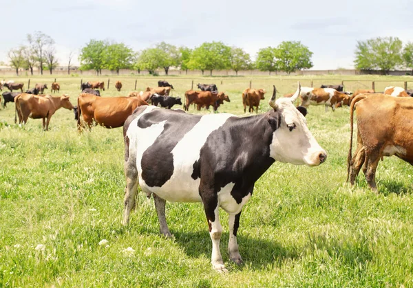 Mandria di bovini al pascolo sul prato verde — Foto Stock